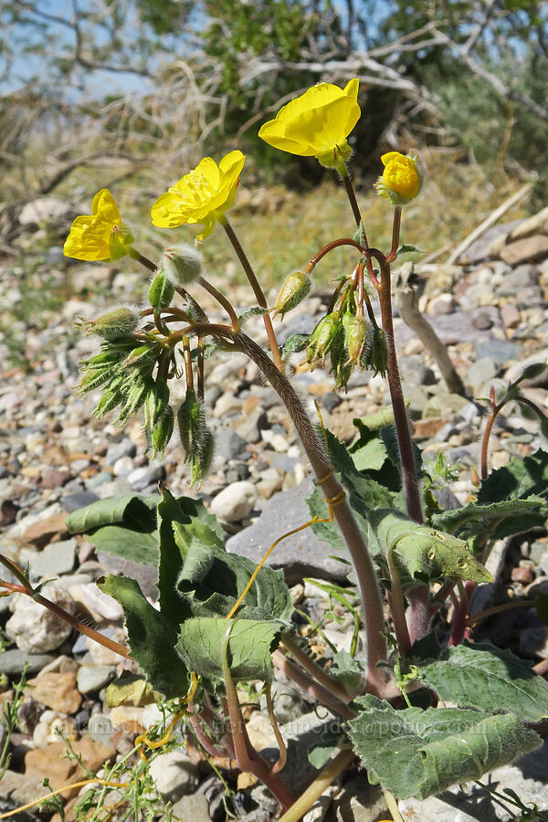 golden sun-cups (Chylismia brevipes (Camissonia brevipes)) [Emigrant Canyon Road, Death Valley National Park, Inyo County, California]