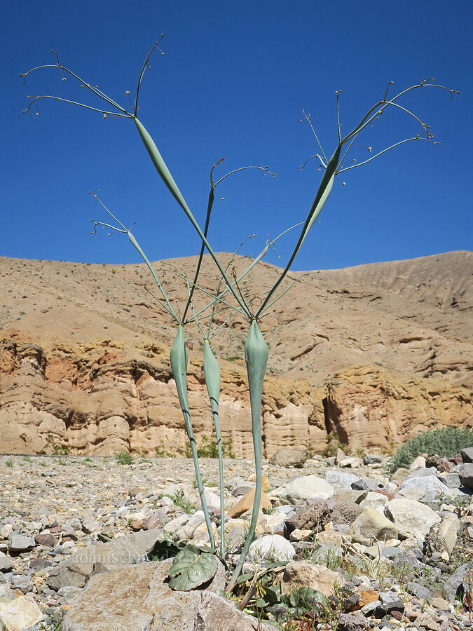 desert trumpet buckwheat, budding (Eriogonum inflatum) [Emigrant Canyon, Death Valley National Park, Inyo County, California]