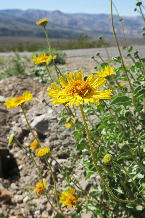 Acton brittlebush (Encelia actoni) [Emigrant Canyon, Death Valley National Park, Inyo County, California]