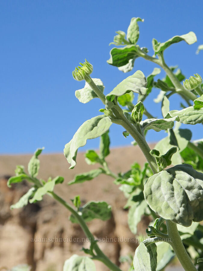 Acton brittlebush, budding (Encelia actoni) [Emigrant Canyon, Death Valley National Park, Inyo County, California]