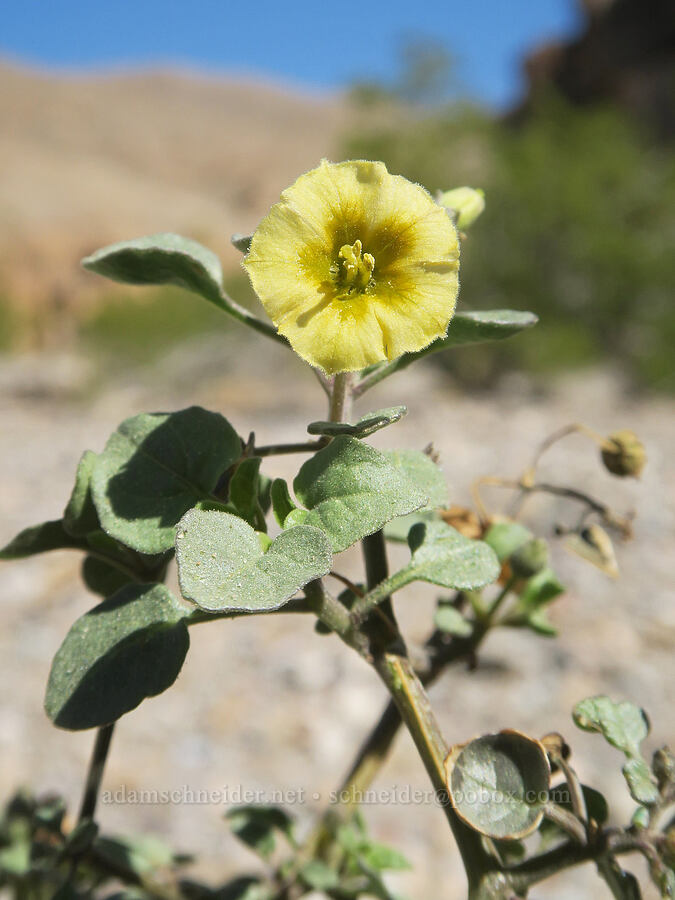 thick-leaved ground-cherry (Physalis crassifolia) [Emigrant Canyon, Death Valley National Park, Inyo County, California]