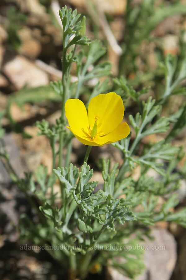 pygmy poppy (Eschscholzia minutiflora) [Emigrant Canyon, Death Valley National Park, Inyo County, California]
