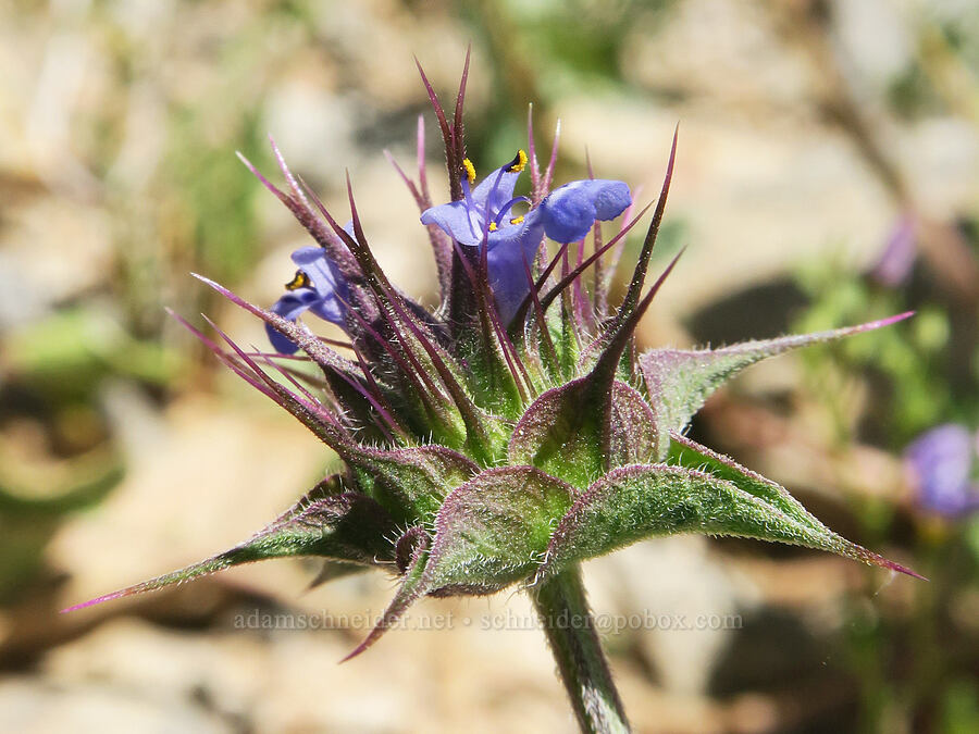 chia sage (Salvia columbariae) [Emigrant Canyon, Death Valley National Park, Inyo County, California]