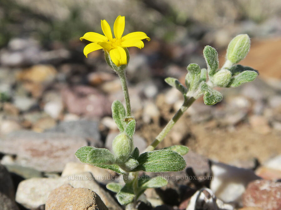 woolly sunflower (Eriophyllum ambiguum var. paleaceum) [Emigrant Canyon, Death Valley National Park, Inyo County, California]