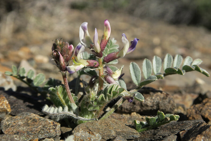 Layne's milk-vetch (Astragalus layneae) [Emigrant Canyon Road, Death Valley National Park, Inyo County, California]