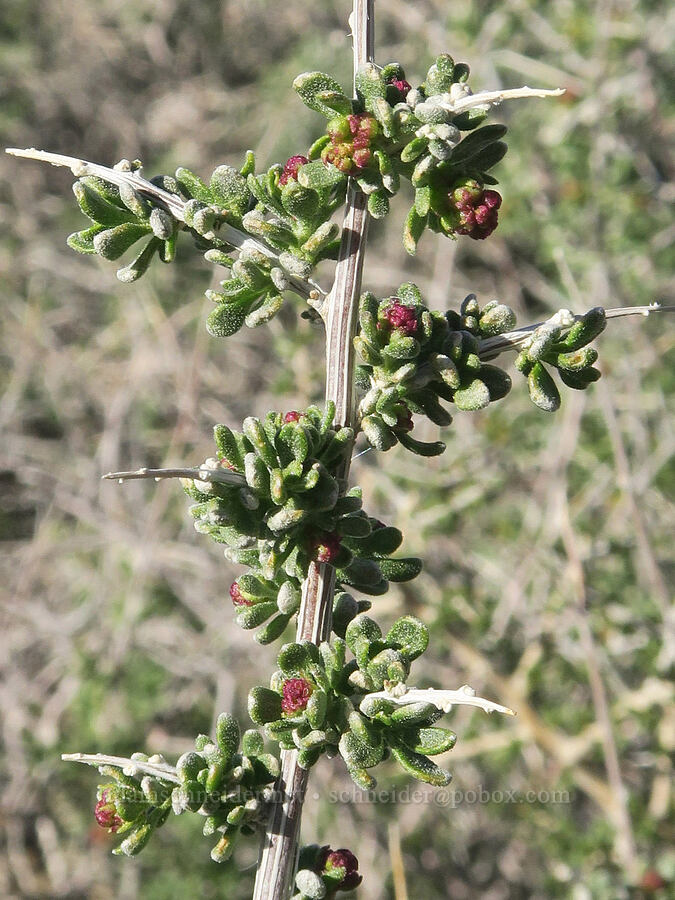 spiny hop-sage (male flowers) (Grayia spinosa (Atriplex spinosa)) [Emigrant Canyon Road, Death Valley National Park, Inyo County, California]
