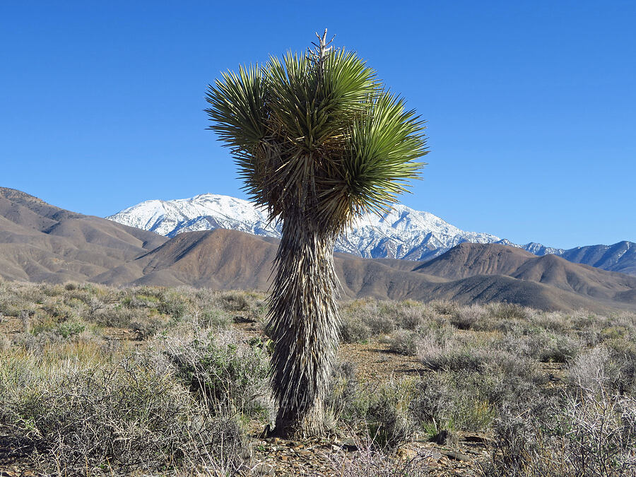 Joshua tree (Yucca brevifolia) [Emigrant Canyon Road, Death Valley National Park, Inyo County, California]