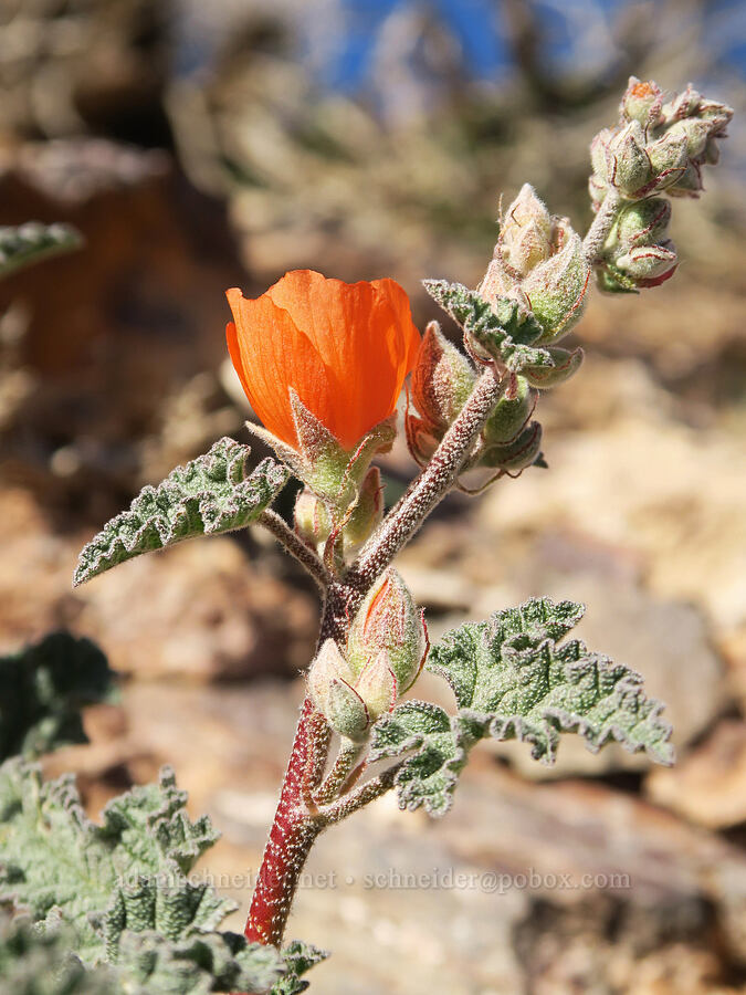 desert globe-mallow (Sphaeralcea ambigua) [Emigrant Canyon Road, Death Valley National Park, Inyo County, California]