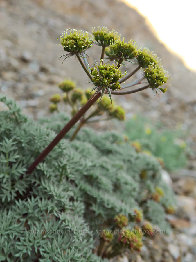 Panamint spring-parsley (Cymopterus panamintensis var. panamintensis) [Rattlesnake Gulch, Death Valley National Park, Inyo County, California]