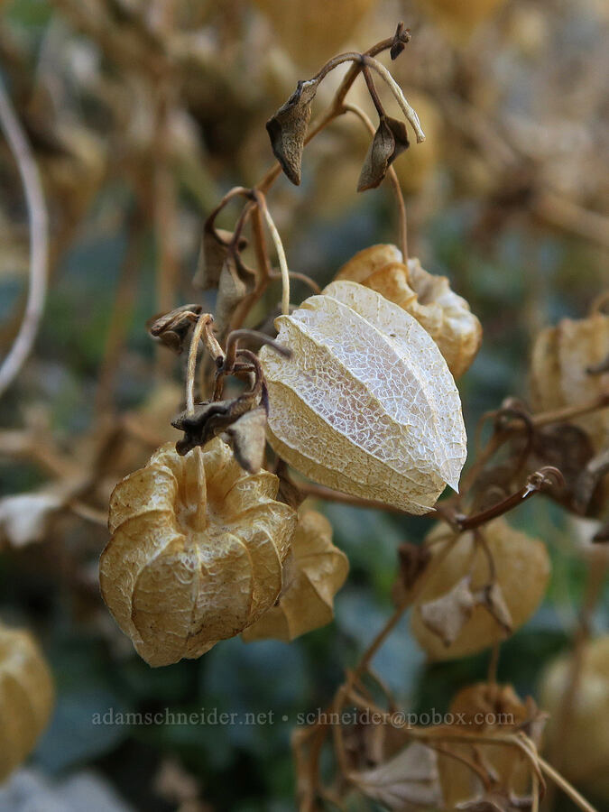 last year's ground-cherry pods (Physalis crassifolia) [Rattlesnake Gulch, Death Valley National Park, Inyo County, California]