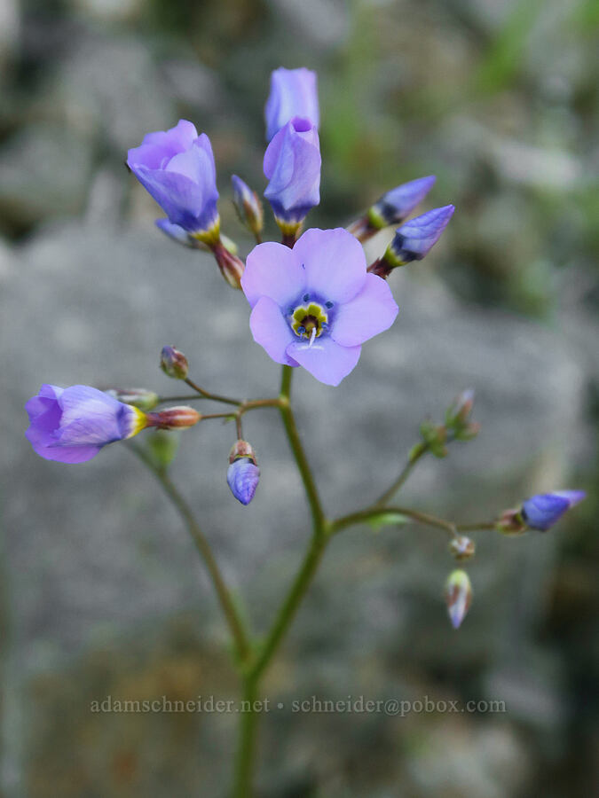 showy gilia (Gilia cana ssp. triceps) [Rattlesnake Gulch, Death Valley National Park, Inyo County, California]