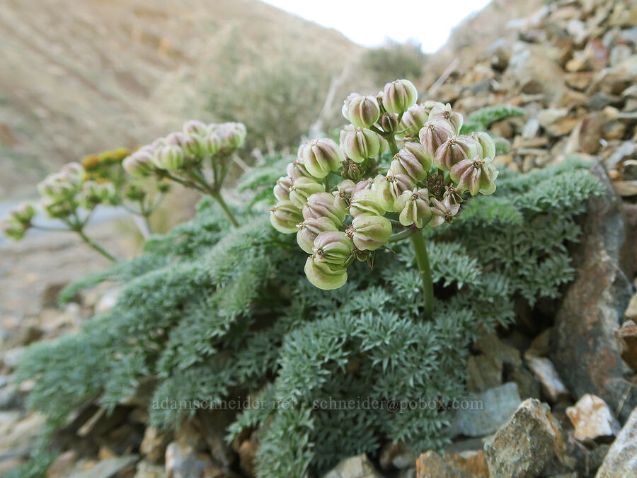 Panamint spring-parsley fruits (Cymopterus panamintensis var. panamintensis) [Rattlesnake Gulch, Death Valley National Park, Inyo County, California]