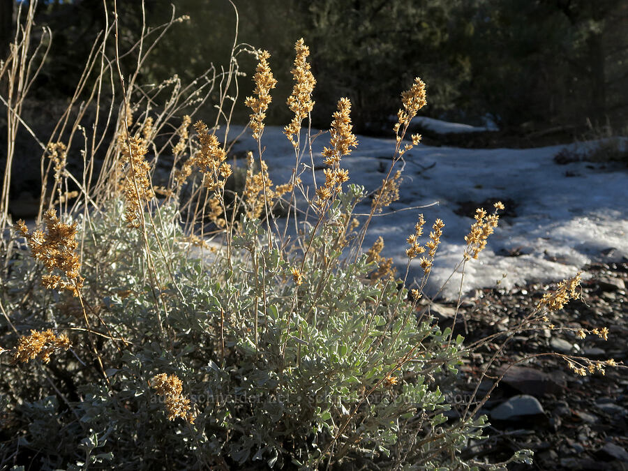 sagebrush & snow (Artemisia tridentata) [Wildrose Canyon, Death Valley National Park, Inyo County, California]