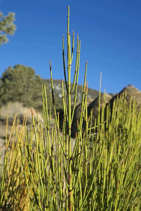 green ephedra (Ephedra viridis) [Wildrose Canyon, Death Valley National Park, Inyo County, California]