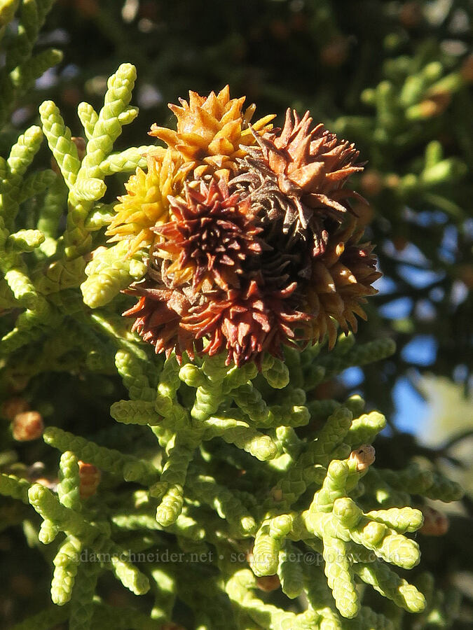 midge gall on Utah juniper (Walshomyia sp., Juniperus osteosperma) [Wildrose Canyon, Death Valley National Park, Inyo County, California]