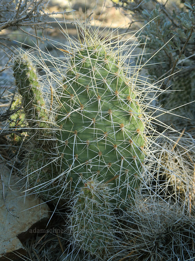 Mojave prickly-pear cactus (Opuntia polyacantha var. erinacea) [Wildrose Canyon, Death Valley National Park, Inyo County, California]