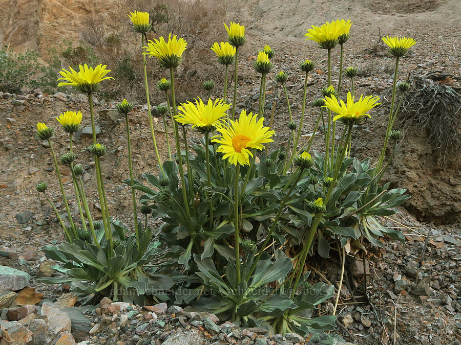 Panamint daisies (Enceliopsis covillei) [Wildrose Canyon, Death Valley National Park, Inyo County, California]