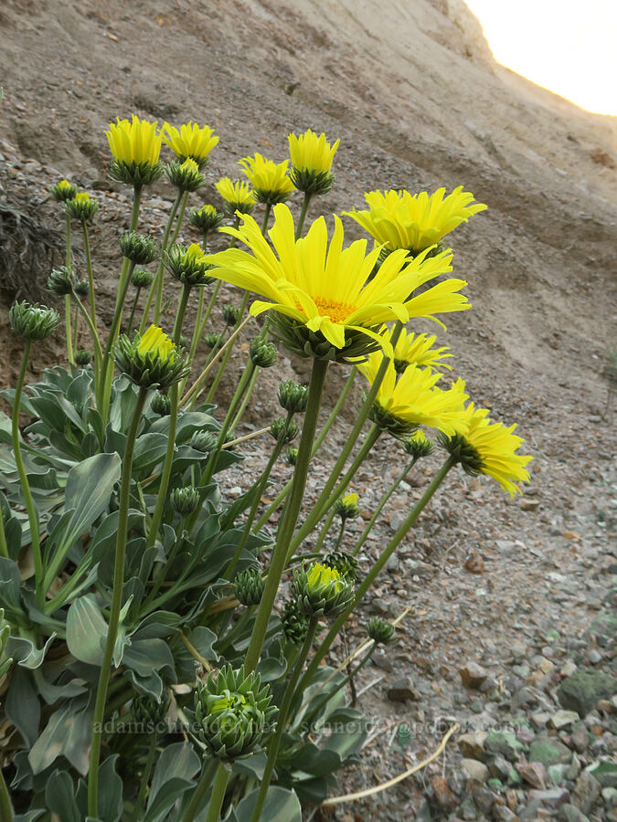 Panamint daisies (Enceliopsis covillei) [Wildrose Canyon, Death Valley National Park, Inyo County, California]