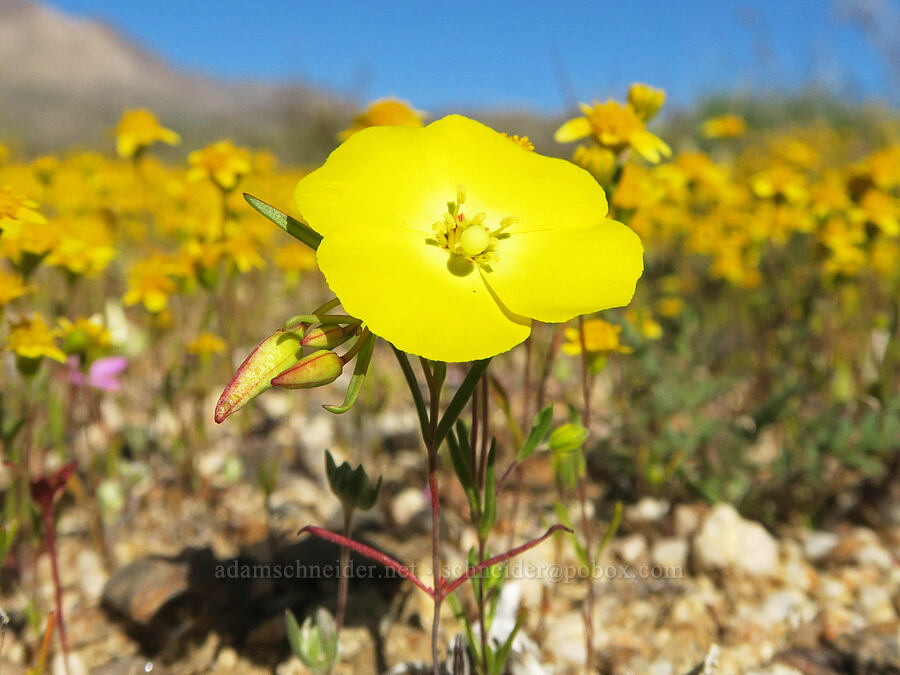 Mojave sun-cup & gold-fields (Camissonia campestris ssp. campestris, Lasthenia gracilis) [Highway 178, Kern County, California]