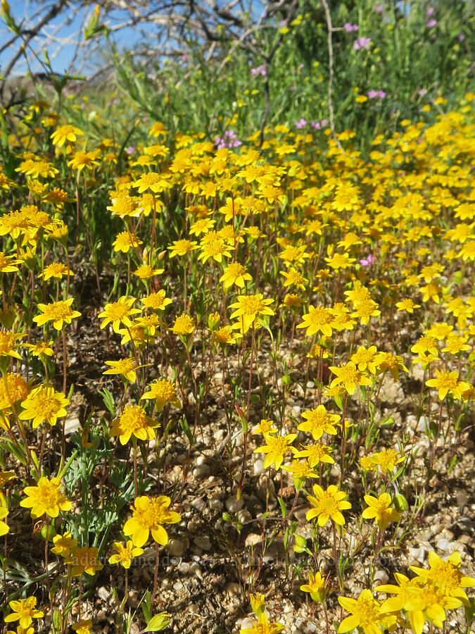 gold-fields (Lasthenia gracilis) [Highway 178, Kern County, California]