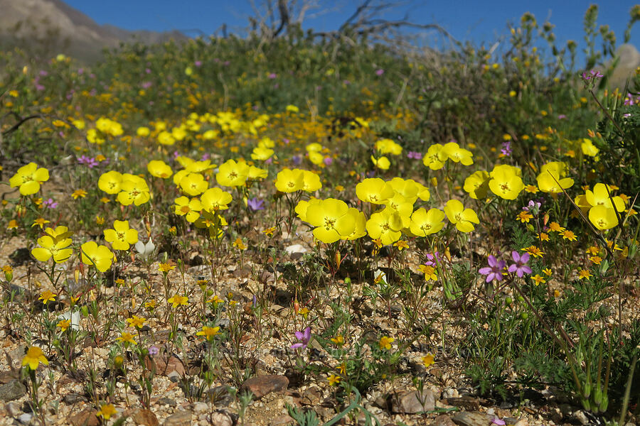 Mojave sun-cups (Camissonia campestris ssp. campestris) [Highway 178, Kern County, California]