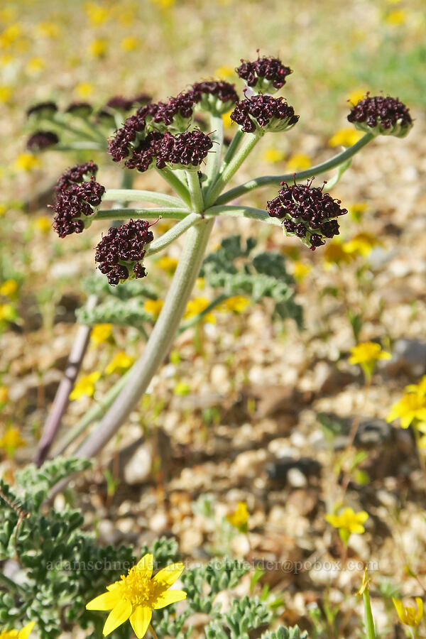 purple Mojave desert parsley (Lomatium mohavense) [Highway 178, Kern County, California]
