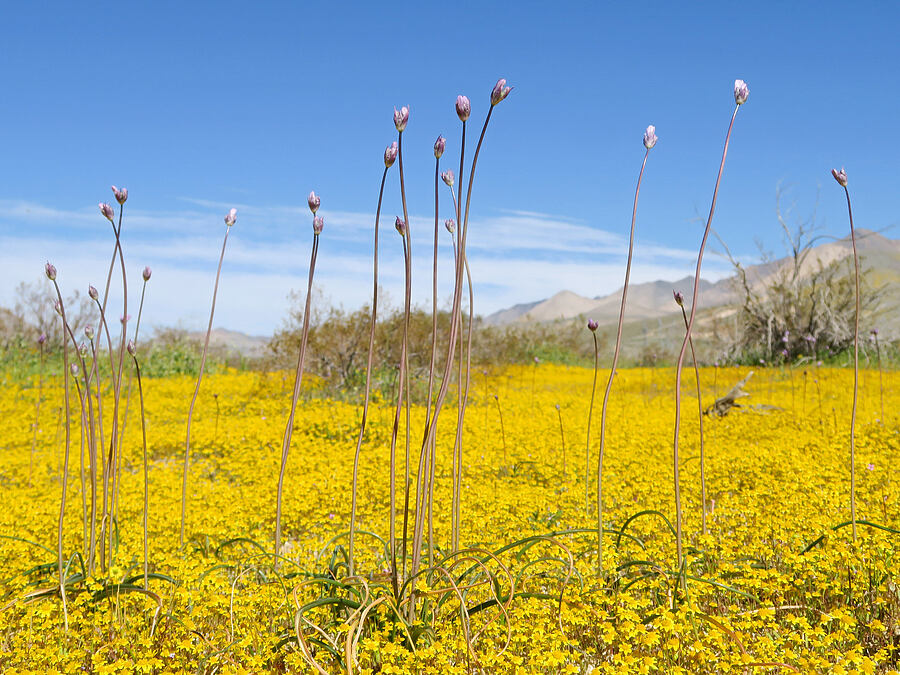 blue dicks & gold-fields (Dipterostemon capitatus (Dichelostemma capitatum), Lasthenia gracilis) [Highway 14, Kern County, California]