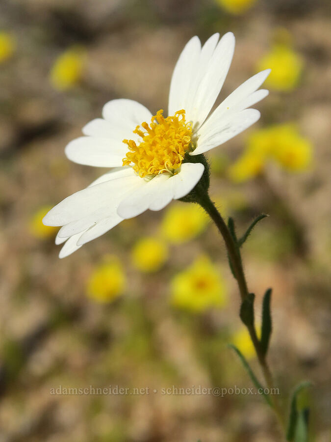 white tidy-tips (Layia glandulosa) [Highway 14, Kern County, California]