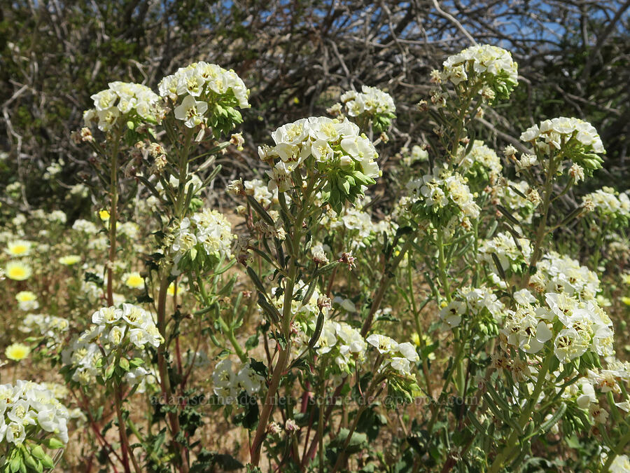 white brown-eyed evening-primrose (Chylismia claviformis (Camissonia claviformis)) [Jawbone Canyon, Kern County, California]