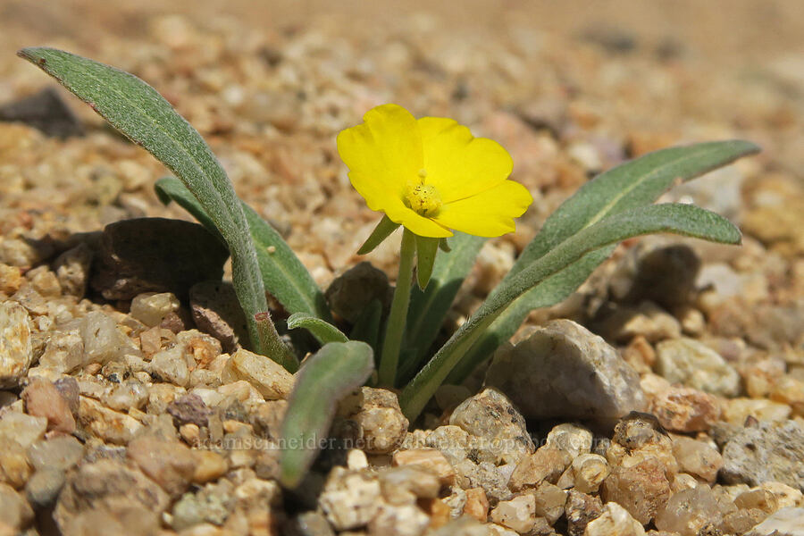 pale sun-cup (Camissoniopsis pallida (Camissonia pallida)) [Jawbone Canyon, Kern County, California]