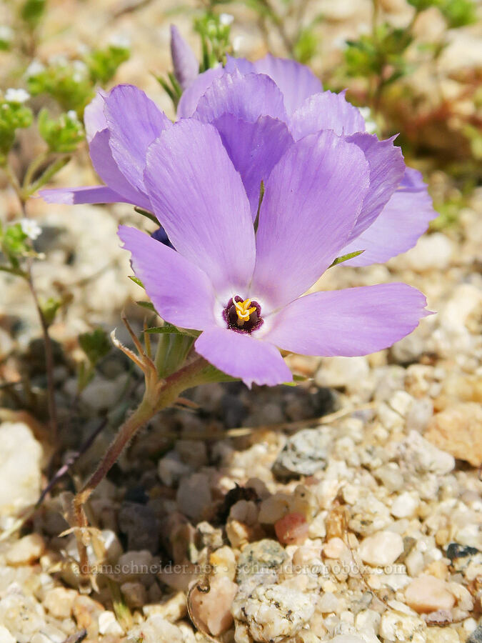 purple sand-blossoms (Linanthus parryae) [Jawbone Canyon, Kern County, California]