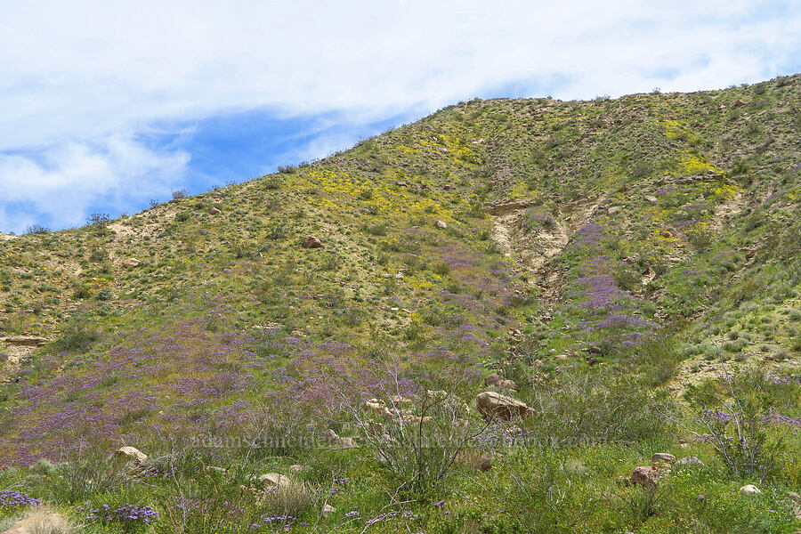 wildflowers [Poleline Canyon, Kern County, California]