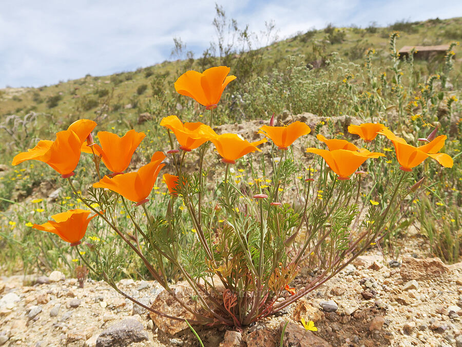 California poppies (Eschscholzia californica) [Poleline Canyon, Kern County, California]