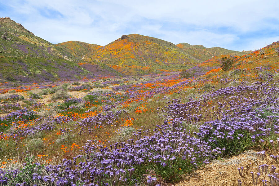 wildflowers (Eschscholzia californica, Phacelia tanacetifolia, Leptosyne bigelovii (Coreopsis bigelovii)) [Sugarloaf Park, Kern County, California]