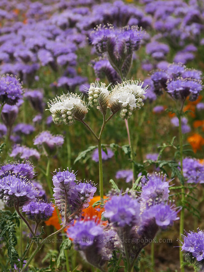 white & purple lacy phacelia (Phacelia tanacetifolia) [Sugarloaf Park, Kern County, California]