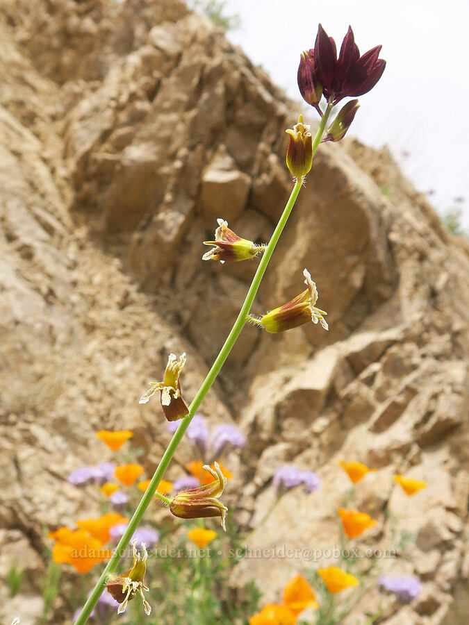 Coulter's jewel-flower (Caulanthus coulteri) [Sugarloaf Park, Kern County, California]