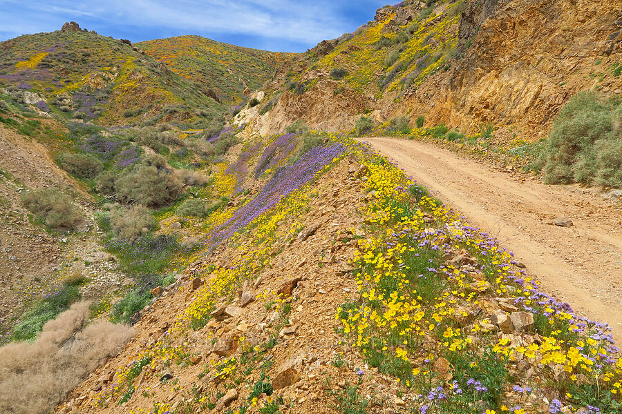 wildflowers (Leptosyne bigelovii (Coreopsis bigelovii), Phacelia sp., Eschscholzia californica) [Sugarloaf Park, Kern County, California]