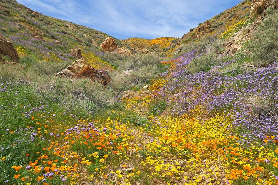 wildflowers (Eschscholzia californica, Phacelia sp., Leptosyne bigelovii (Coreopsis bigelovii)) [Sugarloaf Park, Kern County, California]