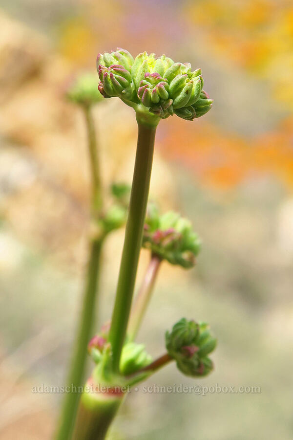 naked buckwheat (Eriogonum nudum) [Sugarloaf Park, Kern County, California]