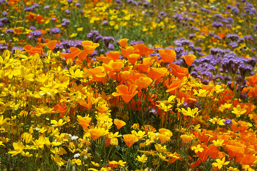 wildflowers (Eschscholzia californica, Phacelia sp., Leptosyne bigelovii (Coreopsis bigelovii), Chaenactis sp.) [Sugarloaf Park, Kern County, California]