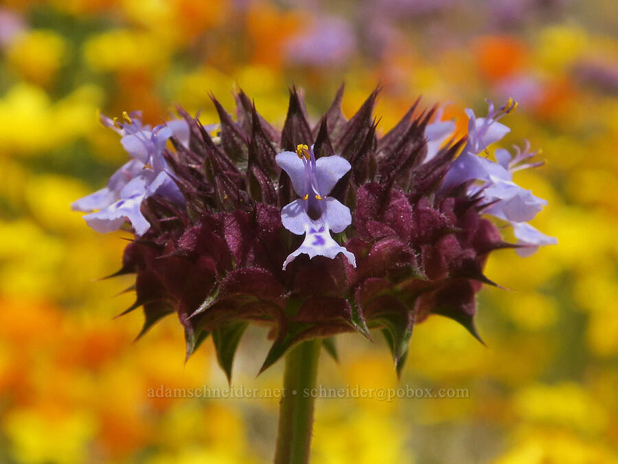 chia sage (Salvia columbariae) [Sugarloaf Park, Kern County, California]