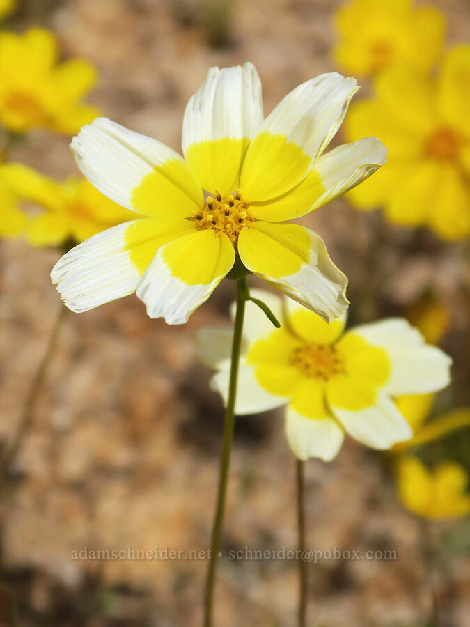 two-tone coreopsis (Leptosyne bigelovii (Coreopsis bigelovii)) [Sugarloaf Park, Kern County, California]