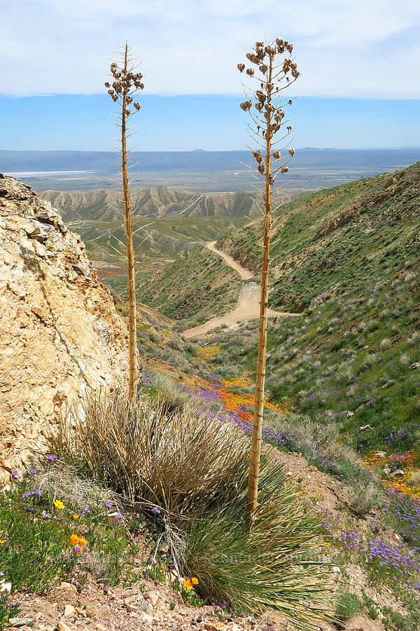 chaparral yucca (Hesperoyucca whipplei) [Sugarloaf Park, Kern County, California]