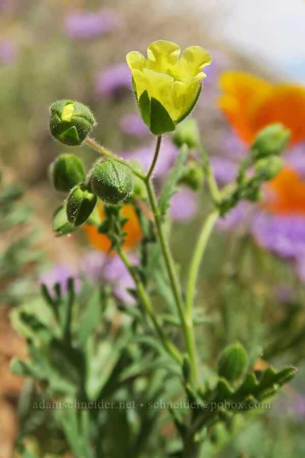 whispering bells (Emmenanthe penduliflora) [Sugarloaf Park, Kern County, California]