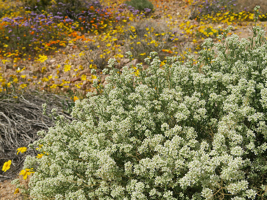 desert pepper-weed (Lepidium fremontii) [Sugarloaf Park, Kern County, California]