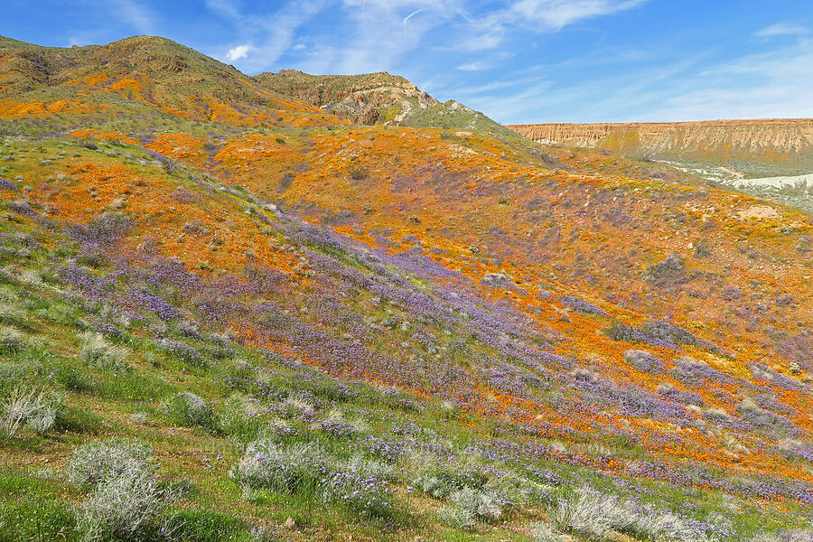 wildflowers (Eschscholzia californica, Phacelia sp., Leptosyne bigelovii (Coreopsis bigelovii)) [Sugarloaf Park, Kern County, California]