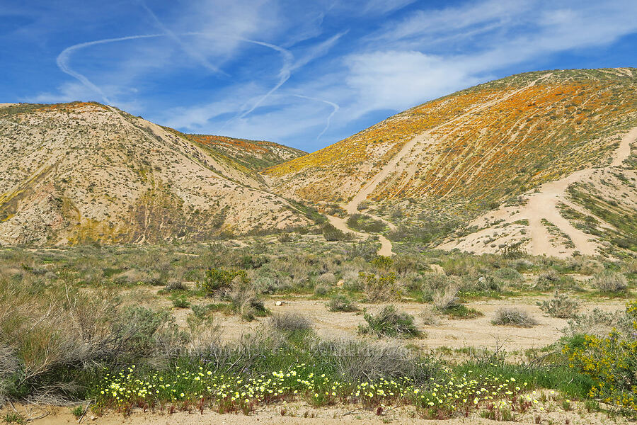 wildflowers & Jawbone Wash [Jawbone Canyon, Kern County, California]