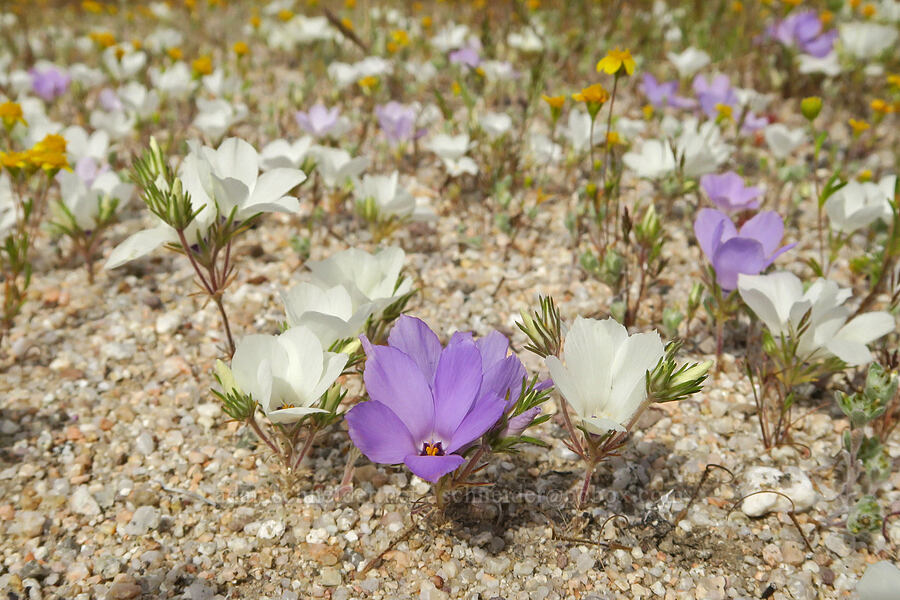 purple & white sand-blossoms (Linanthus parryae) [Red Rock Canyon State Park, Kern County, California]