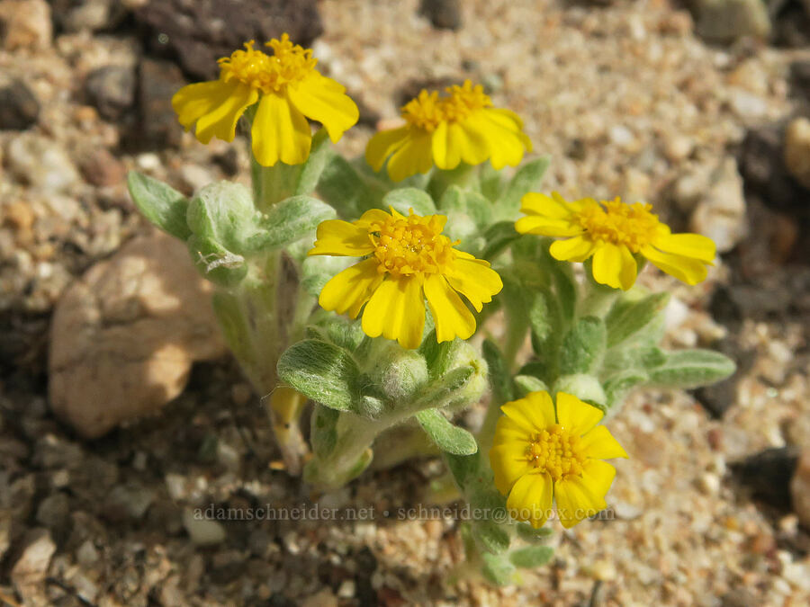Wallace's woolly daisy (Eriophyllum wallacei) [Red Rock Canyon State Park, Kern County, California]