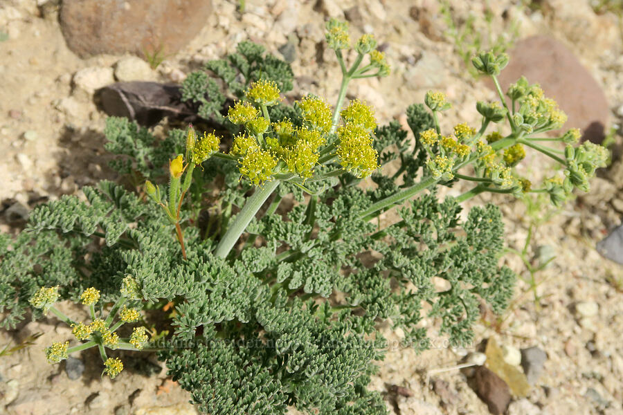 yellow Mojave desert parsley (Lomatium mohavense) [Red Rock Canyon State Park, Kern County, California]